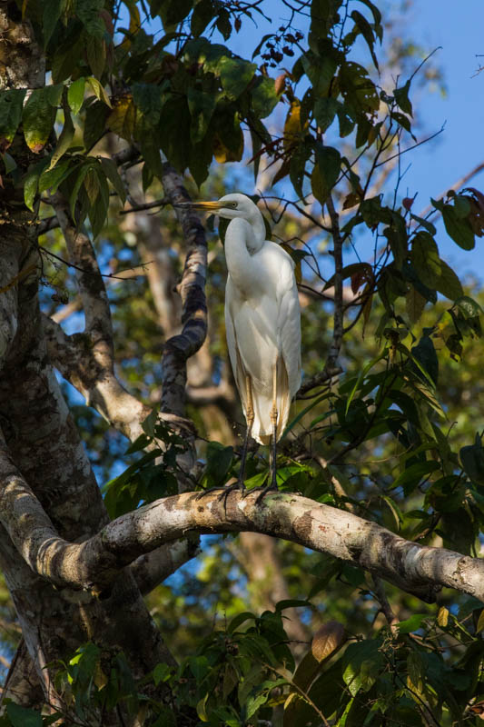 Little Egret