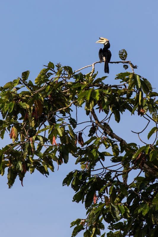 Oriental Pied Hornbill