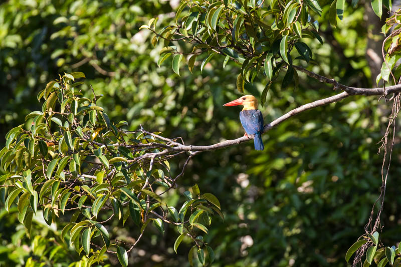 Stork-Billed Kingfisher