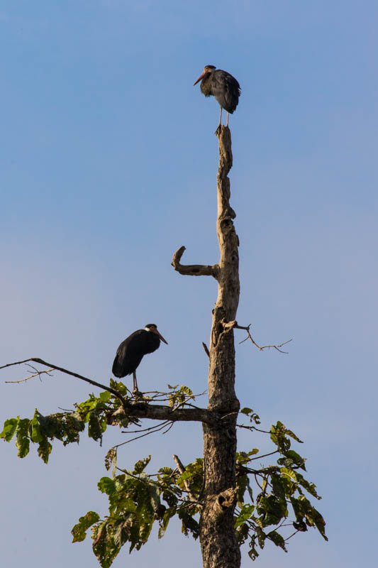 Storms Storks