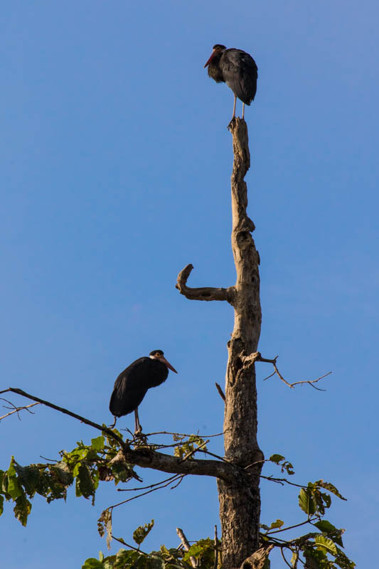 Storms Storks