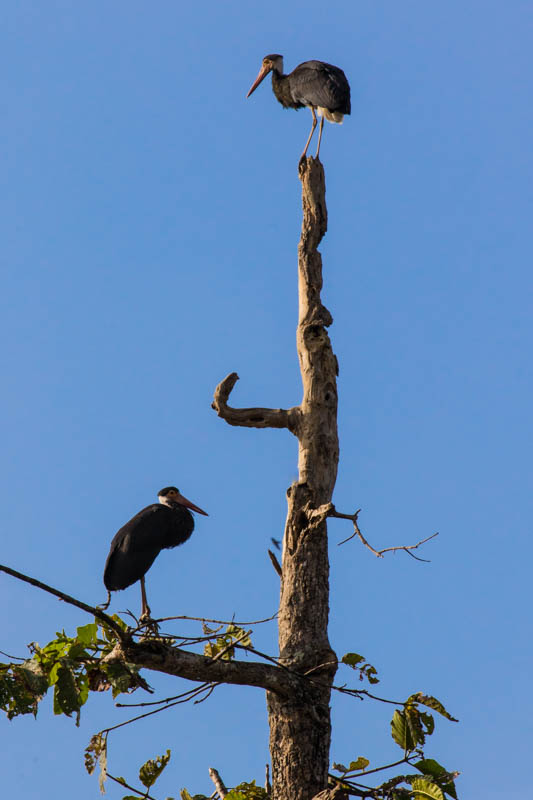 Storms Storks