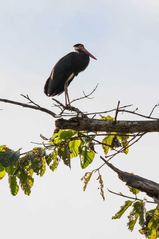 Storms Stork