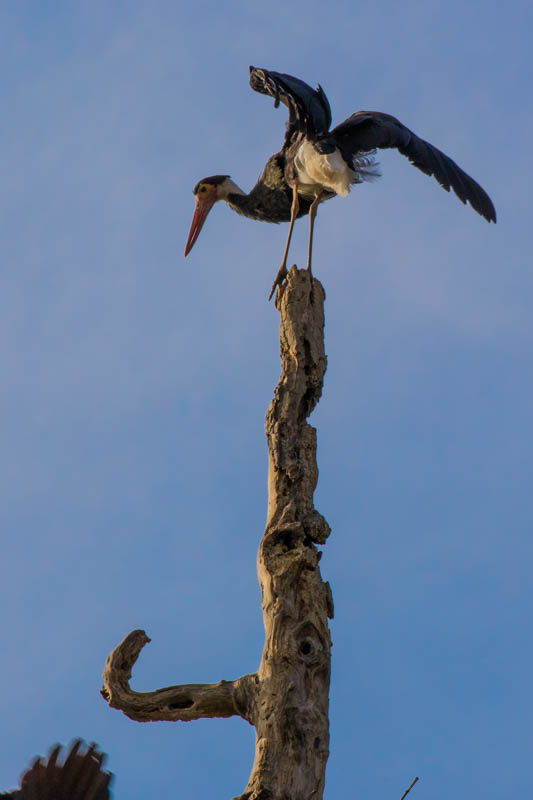 Storms Stork