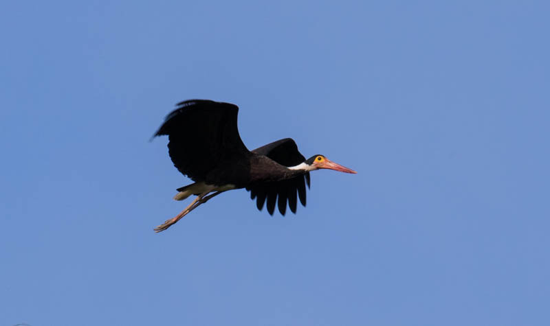 Storms Stork In Flight