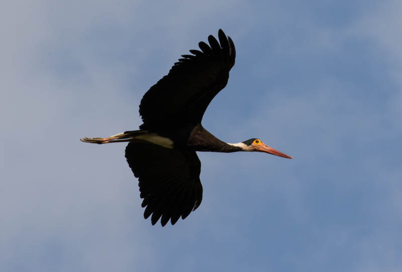 Storms Stork In Flight