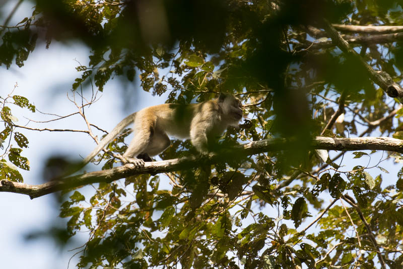 Long-Tailed Macaque