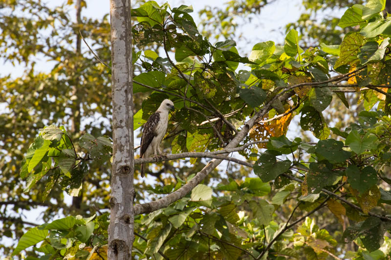 Changeable Hawk-Eagle