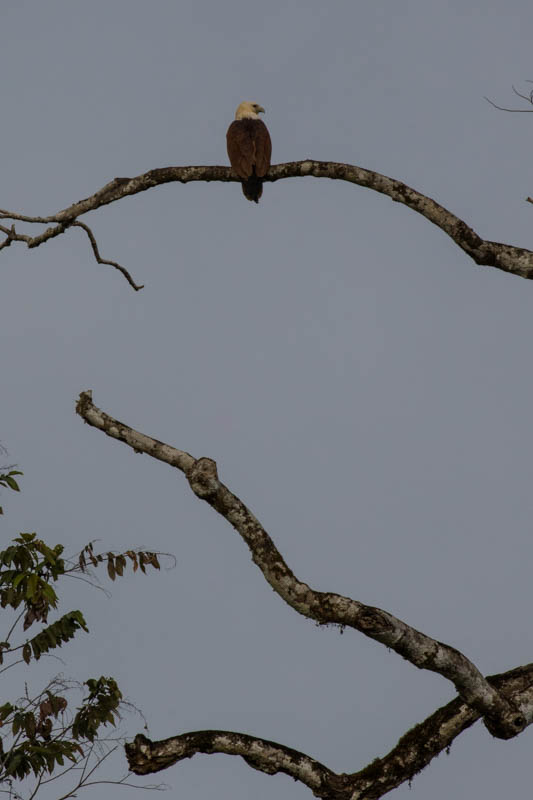 Brahminy Kite