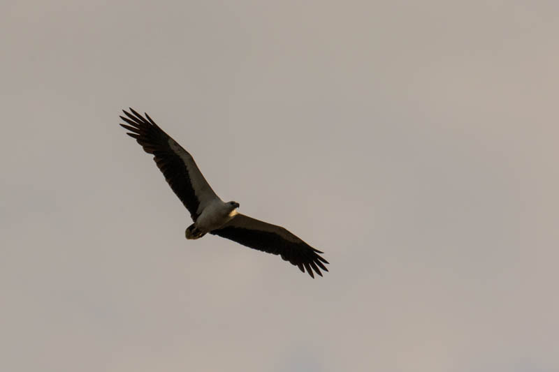 White-Bellied Sea-Eagle