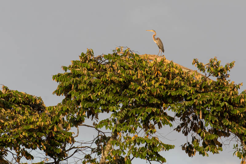 Purple Heron In Tree