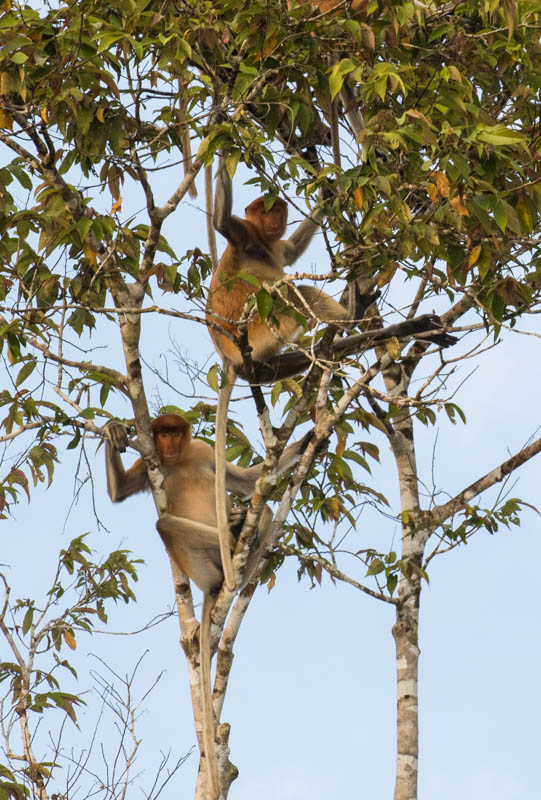 Proboscis Monkeys