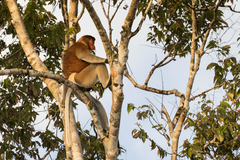 Proboscis Monkey