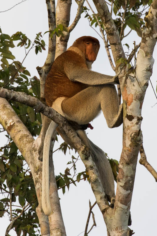 Proboscis Monkey