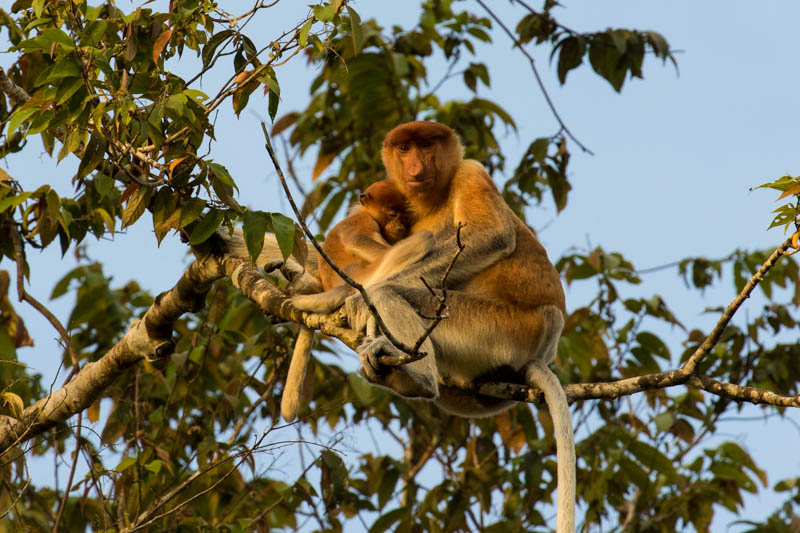 Proboscis Monkey Mother With Juvenile
