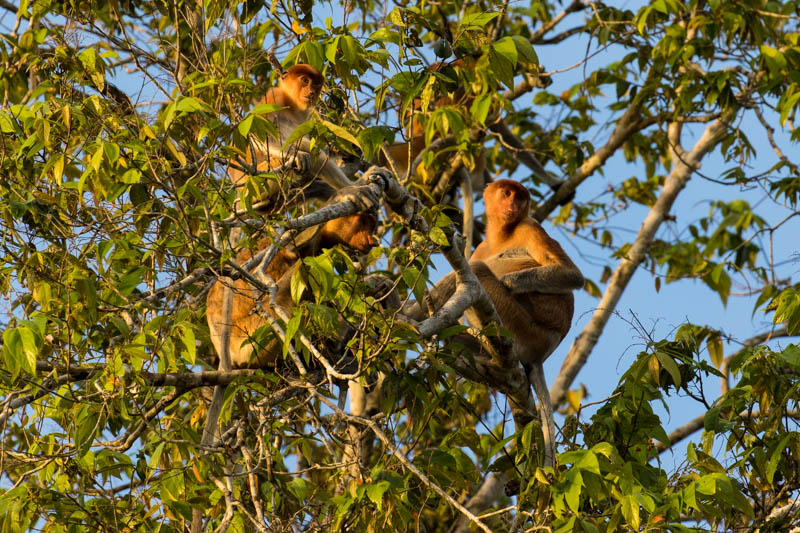 Proboscis Monkeys