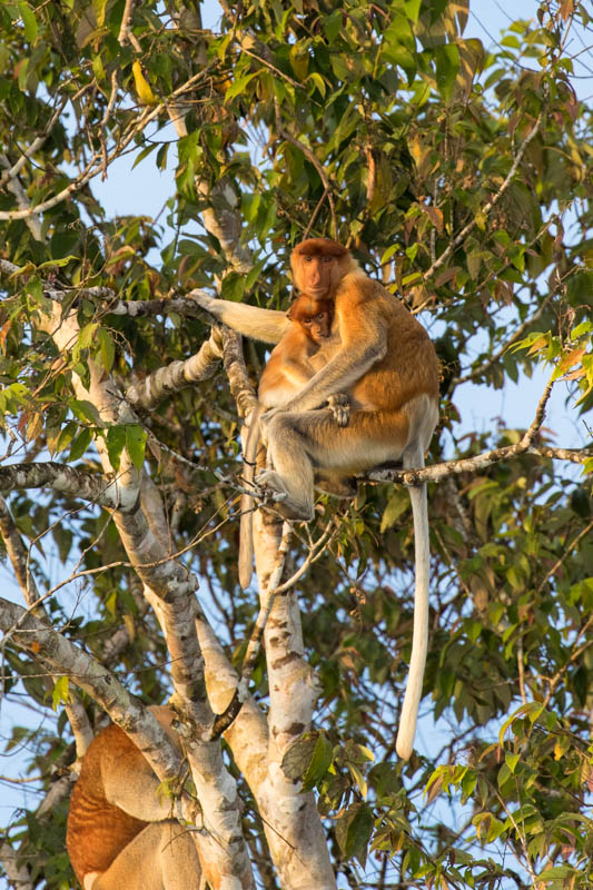 Proboscis Monkey Mother With Juvenile