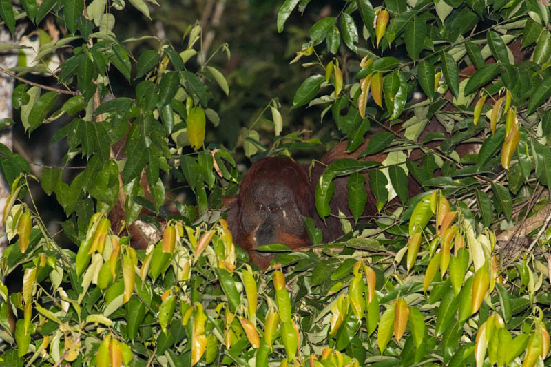 Bornean Orangutan Making Nest In Tree