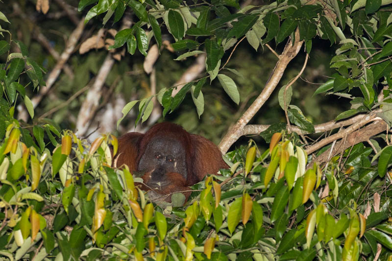 Bornean Orangutan Making Nest In Tree