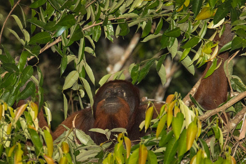 Bornean Orangutan Making Nest In Tree