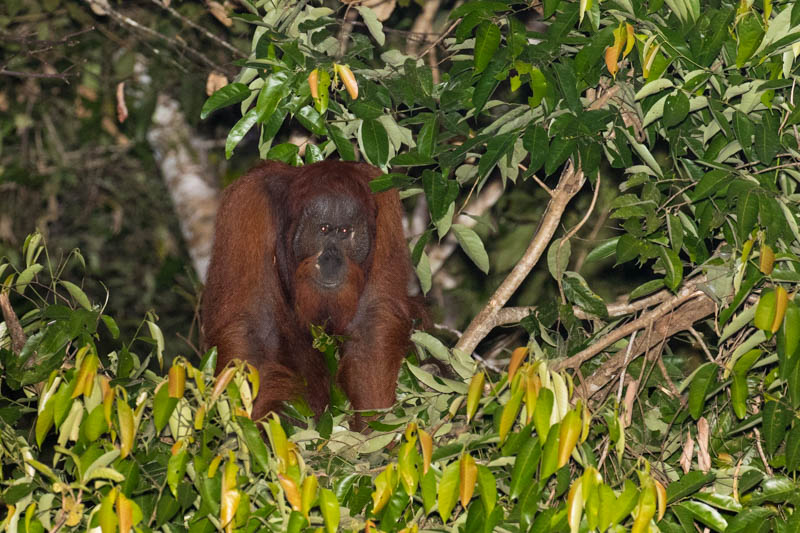 Bornean Orangutan Making Nest In Tree