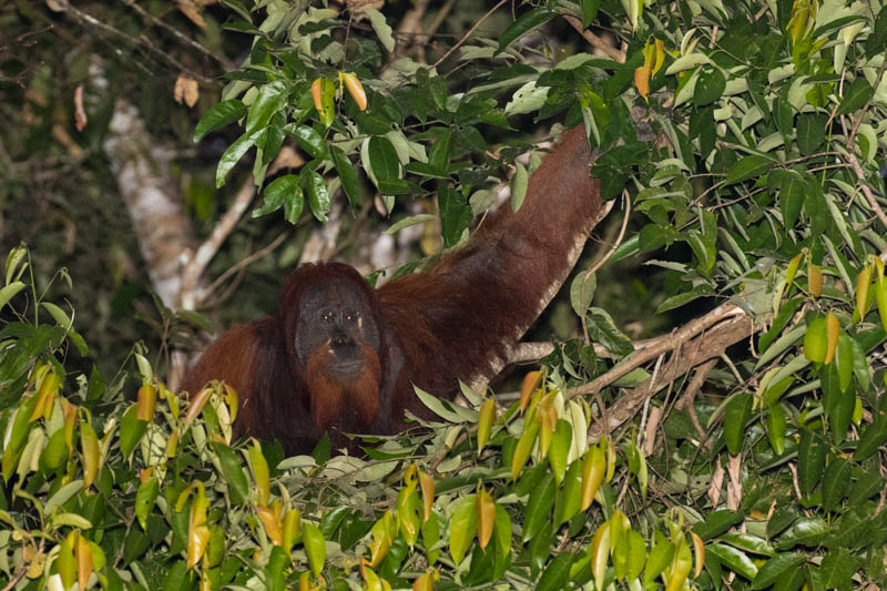 Bornean Orangutan Making Nest In Tree