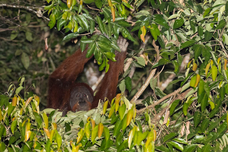 Bornean Orangutan Making Nest In Tree