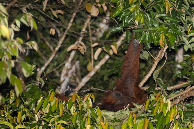 Bornean Orangutan Making Nest In Tree