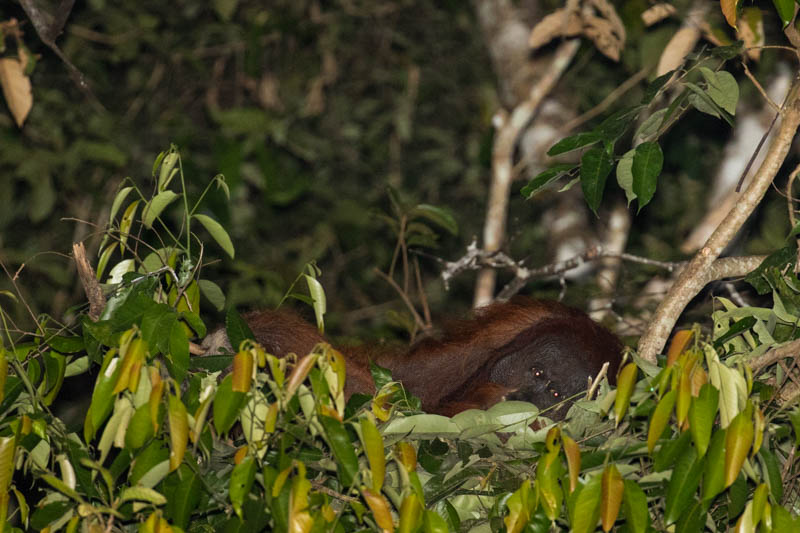 Bornean Orangutan Making Nest In Tree