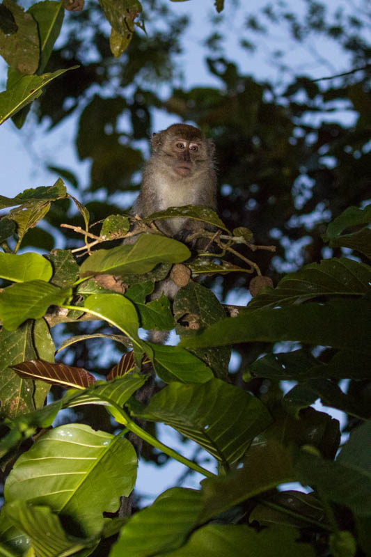 Long-Tailed Macaque