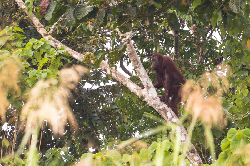 Bornean Orangutan In Tree