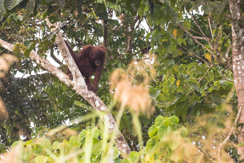 Bornean Orangutan In Tree