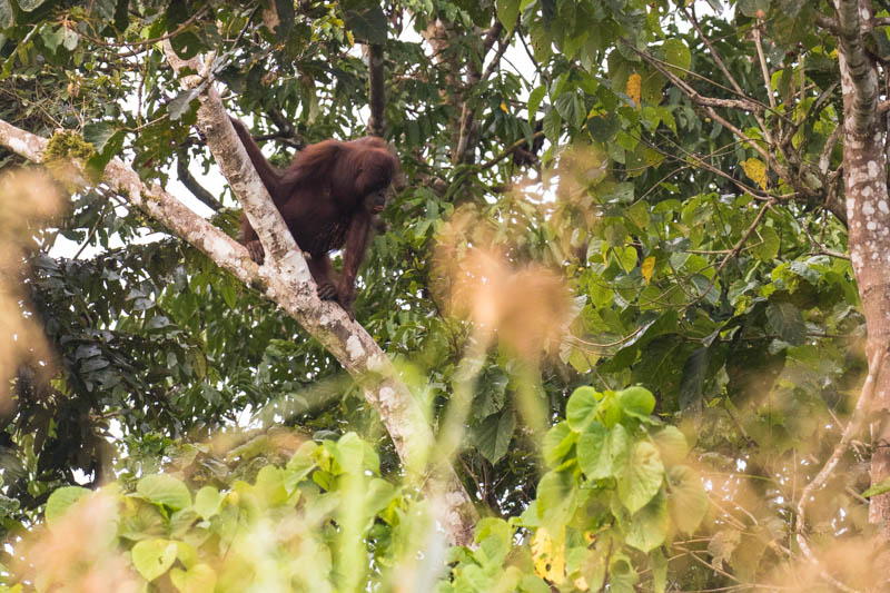 Bornean Orangutan In Tree