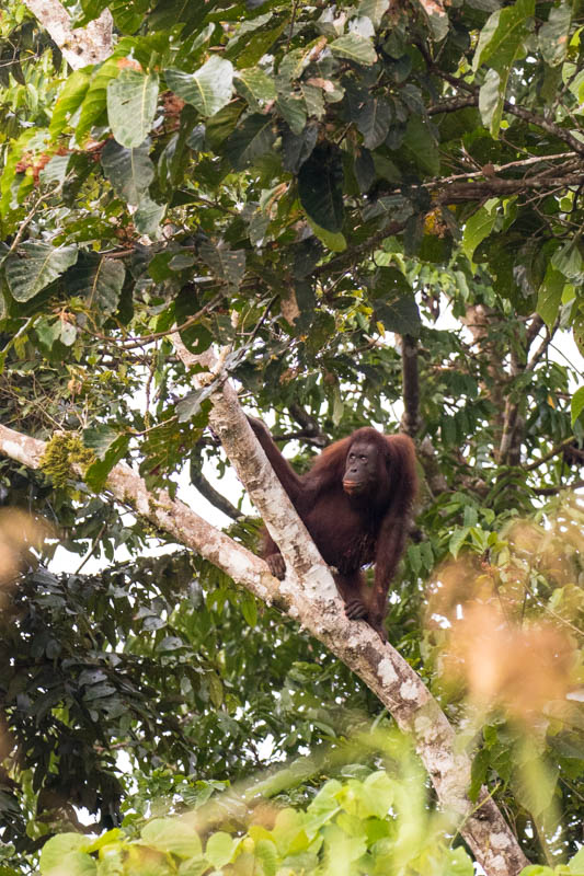 Bornean Orangutan In Tree