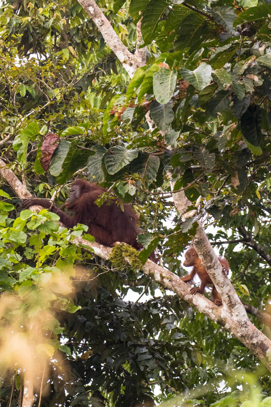 Junvenile Bornean Orangutan And Mother