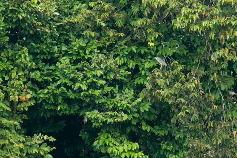 Black-Crowned Night Heron