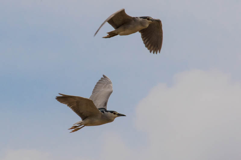 Black-Crowned Night Herons In Flight