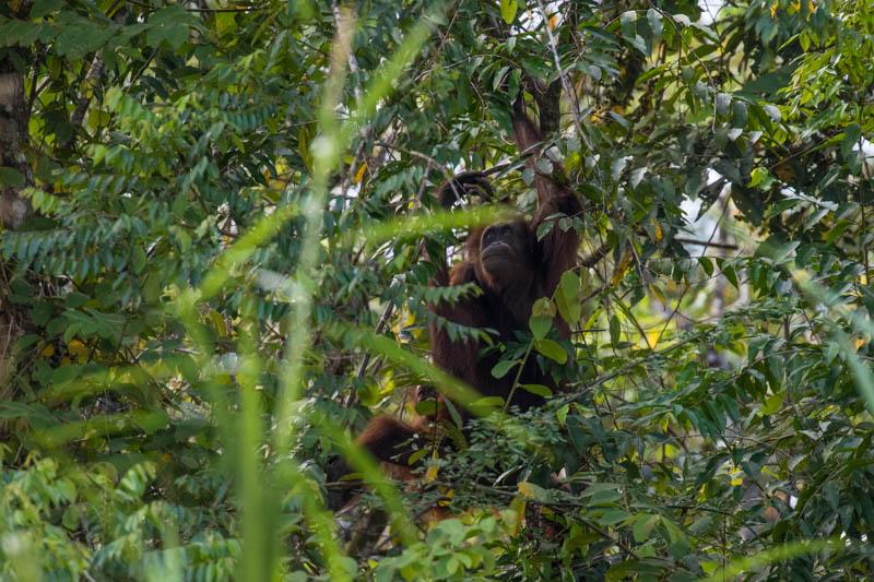 Bornean Orangutan And Juvenile