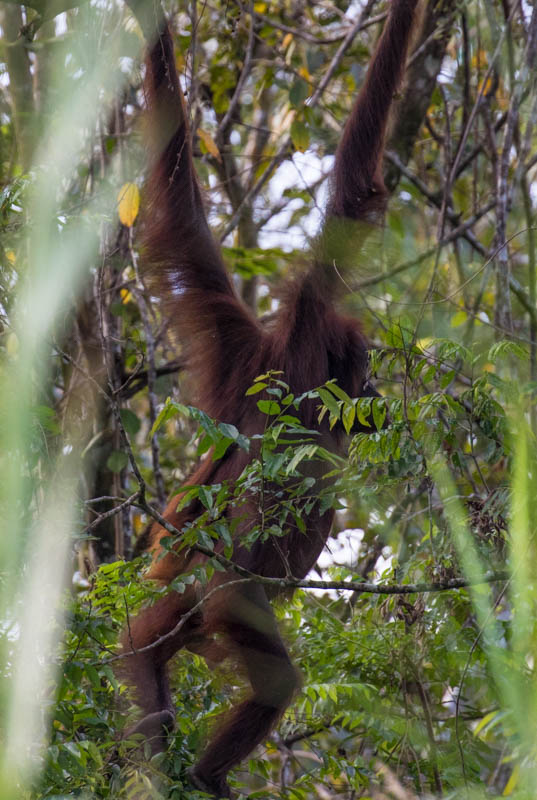 Bornean Orangutan And Juvenile