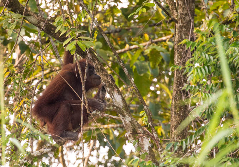 Bornean Orangutan And Juvenile