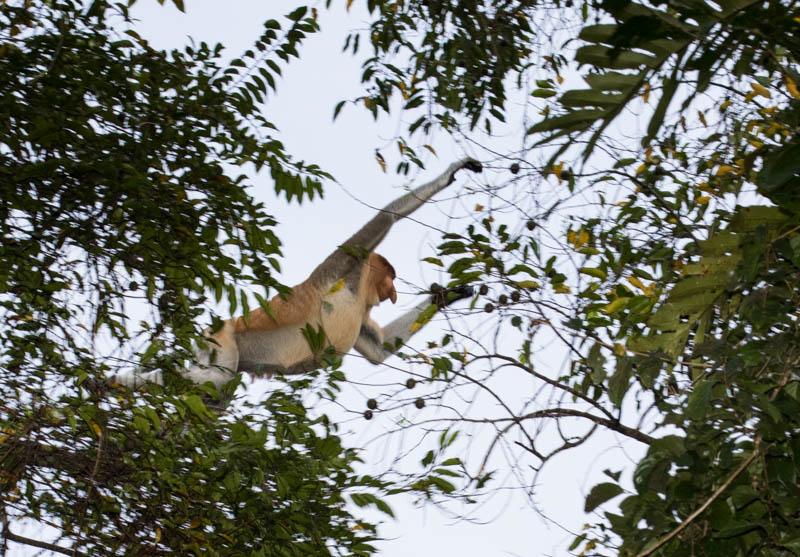 Proboscis Monkey Jumping