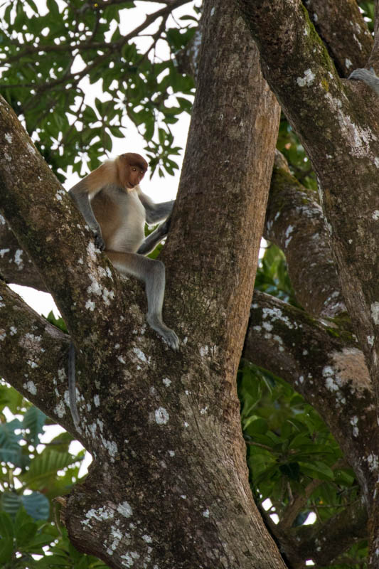 Proboscis Monkey