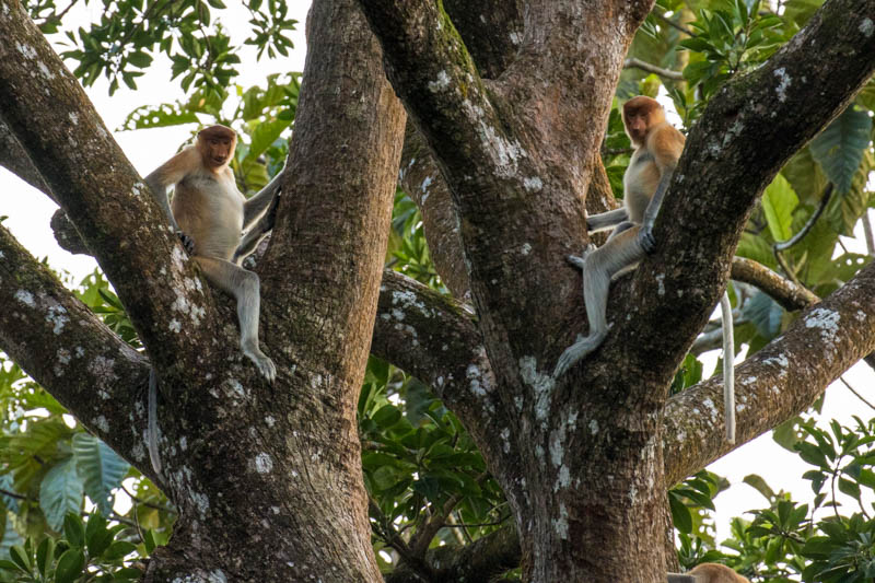 Proboscis Monkeys