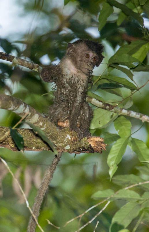 Long-Tailed Macaque