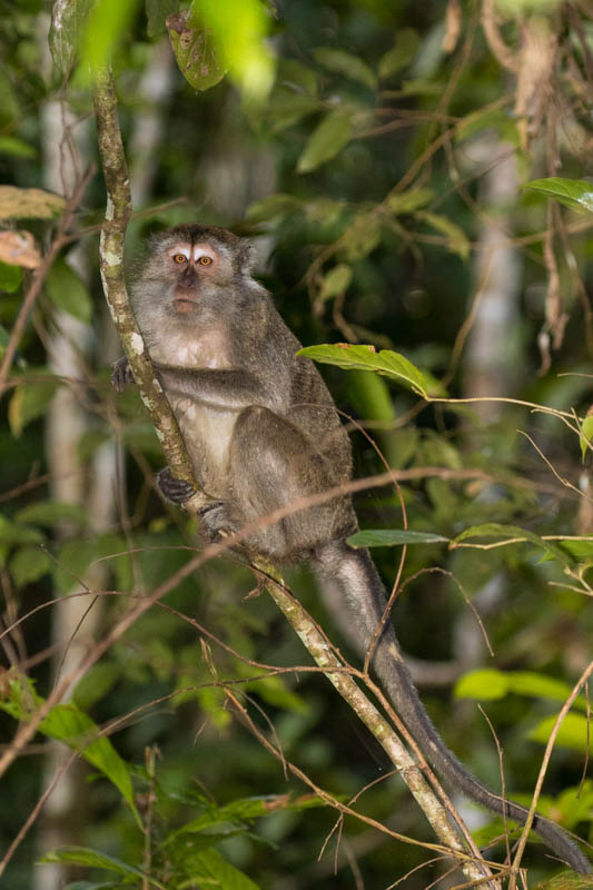 Long-Tailed Macaque