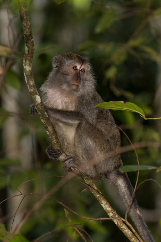 Long-Tailed Macaque