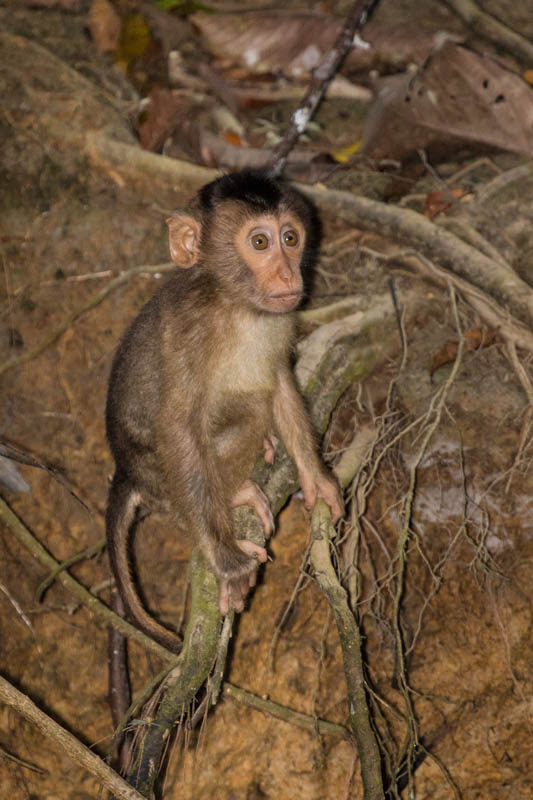 Juvenile Sunda Pig-Tailed Macaques