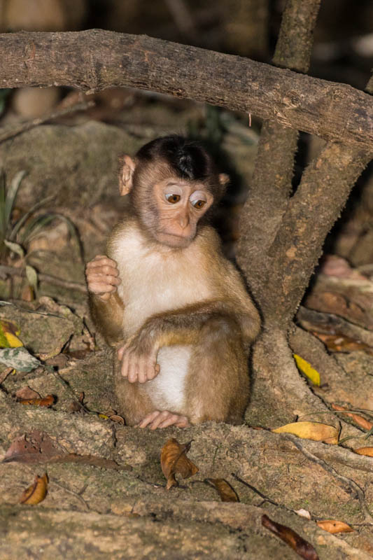 Juvenile Sunda Pig-Tailed Macaques