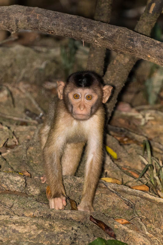 Juvenile Sunda Pig-Tailed Macaques