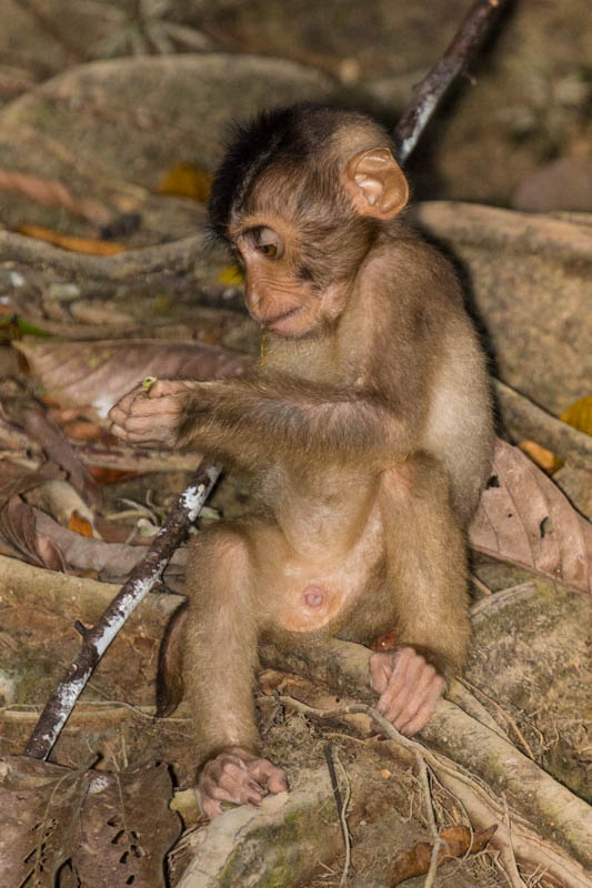 Juvenile Sunda Pig-Tailed Macaques